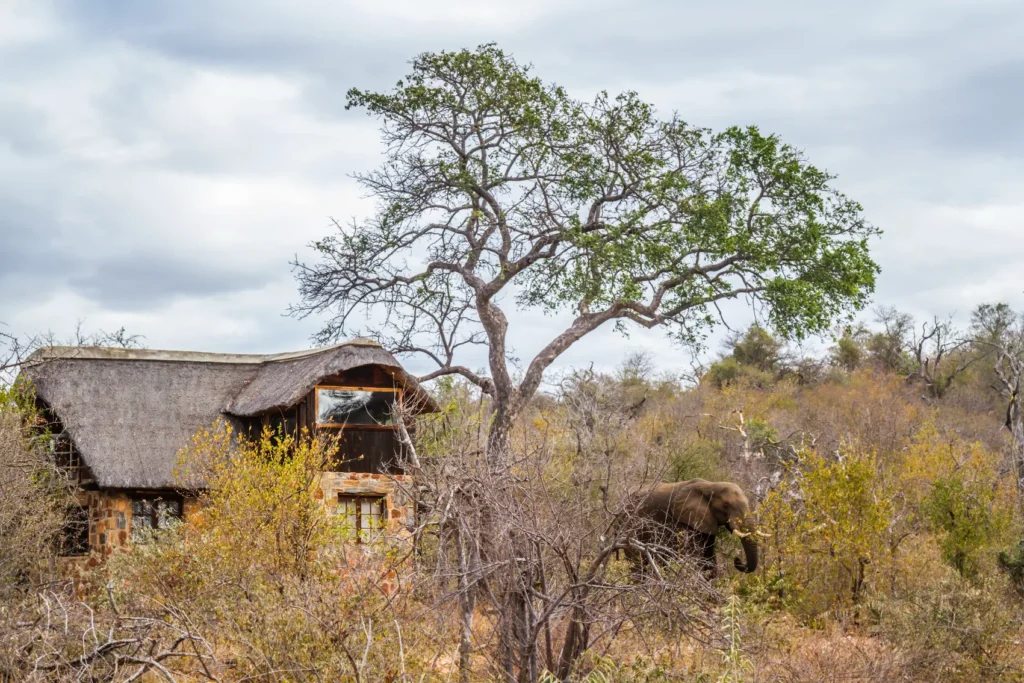The complete safari guide to Kruger National Park