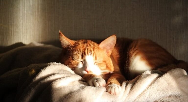 How Hot Is Too Hot for a Cat? Vet-Approved Facts & Summer Safety Tips