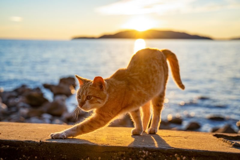 Can a Cat Overheat? Vet Approved Signs & How to Help Them