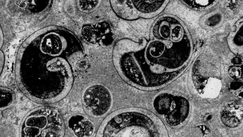 Biomass and Biodiversity Were Coupled in Earth’s Past