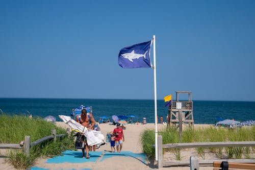 Shark Attack Experts Share Their Best Family Beach Safety Tips