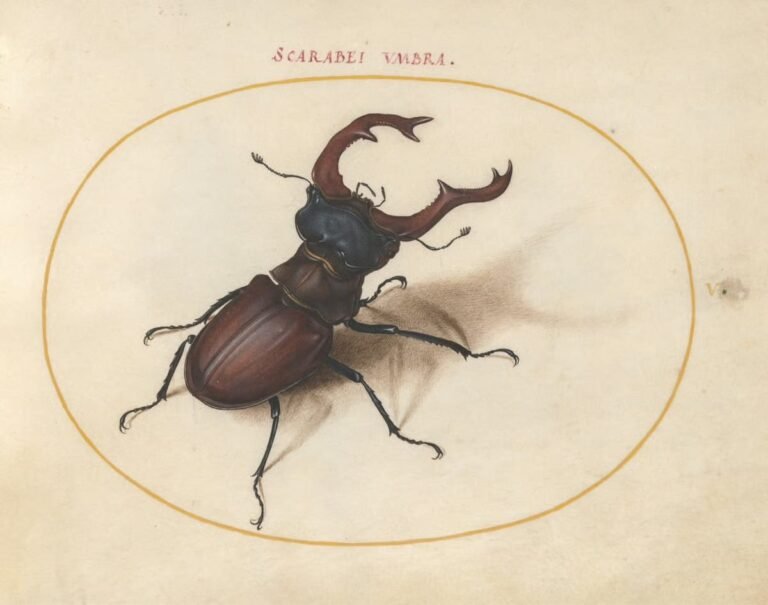The 16th-Century Artist Who Created the First Compendium of Insect Drawings