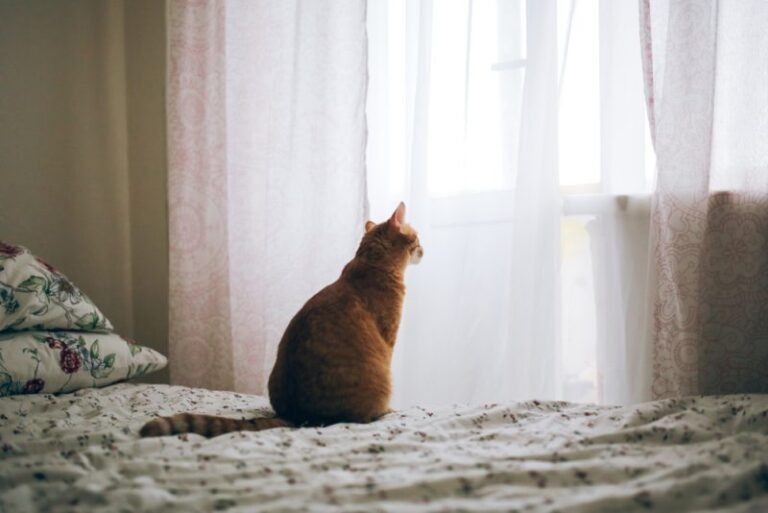 Where Can I Leave My Cat While on Vacation? 3 Vet-Reviewed Options