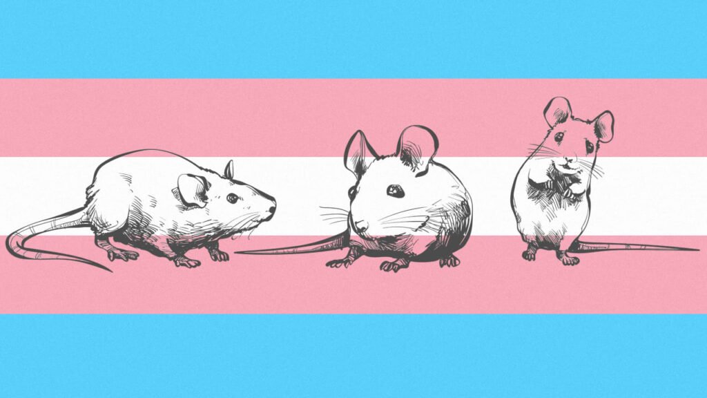 The health research Trump really cut when he joked about defunding trans mice