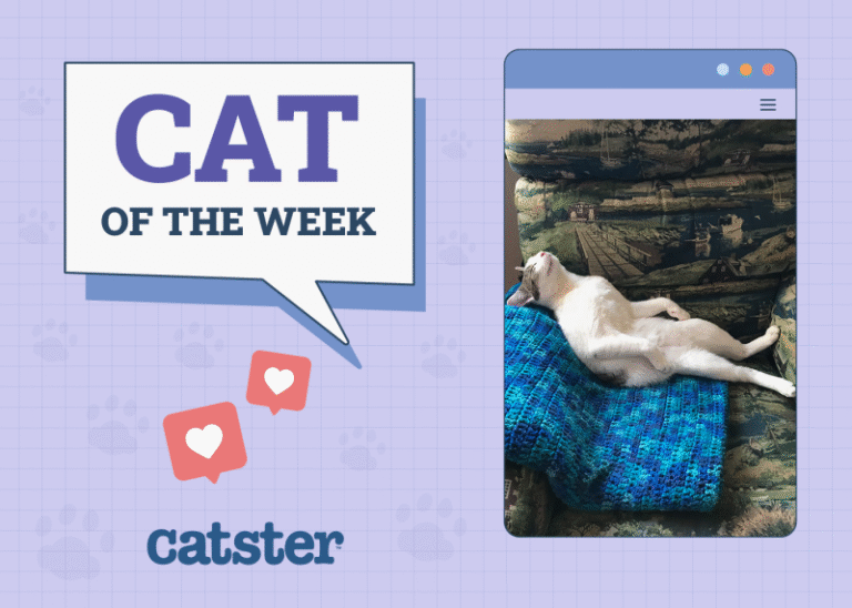 Catster Photo Contest: Cats of the Week Winners (July 10, 2025)