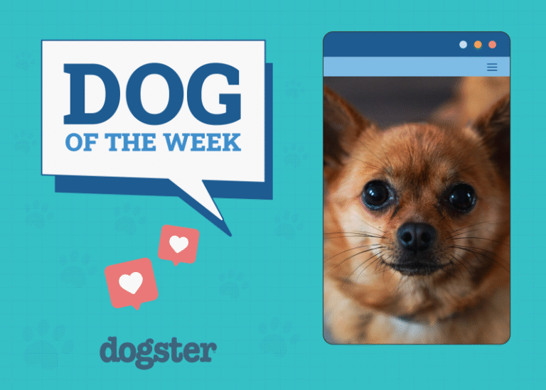 Dogster Photo Contest: Dogs of the Week Winners (July, 10 2025)