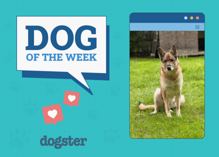Dogster Photo Contest: Dogs of the Week Winners (July, 3 2025)