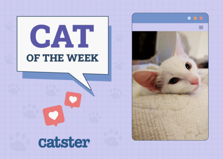 Catster Photo Contest: Cats of the Week Winners (July 3, 2025)
