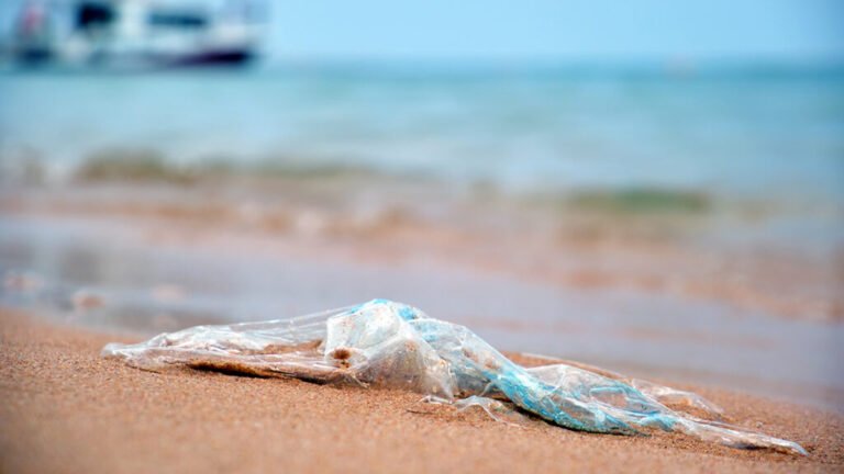 Policy Success: Fees and Bans on Plastic Bags Reduce Beach Trash