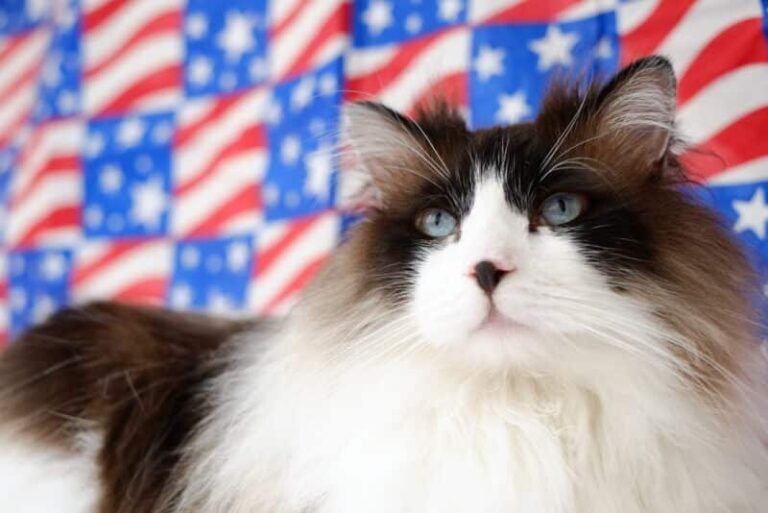 How to Keep Your Cat Calm & Safe This Fourth of July: 12 Common Methods