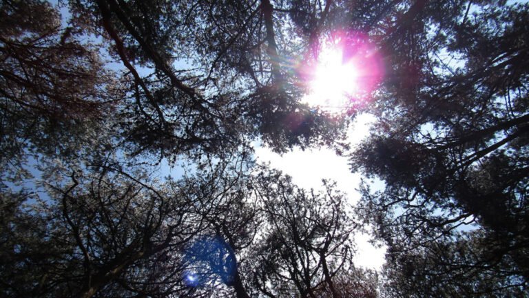 How Plants Respond to Scattered Sunlight