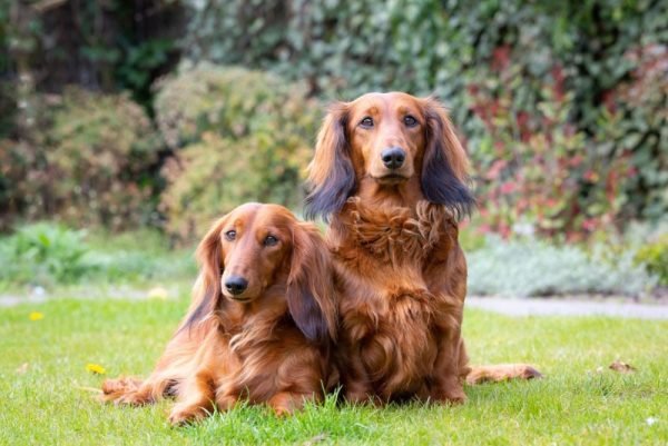 National Dog Month 2025: When It Is & How to Celebrate