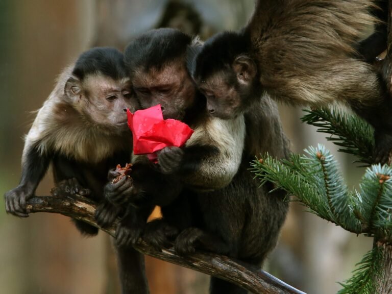 AI talent war poses a gnarly question: Are you a monkey or a missionary?