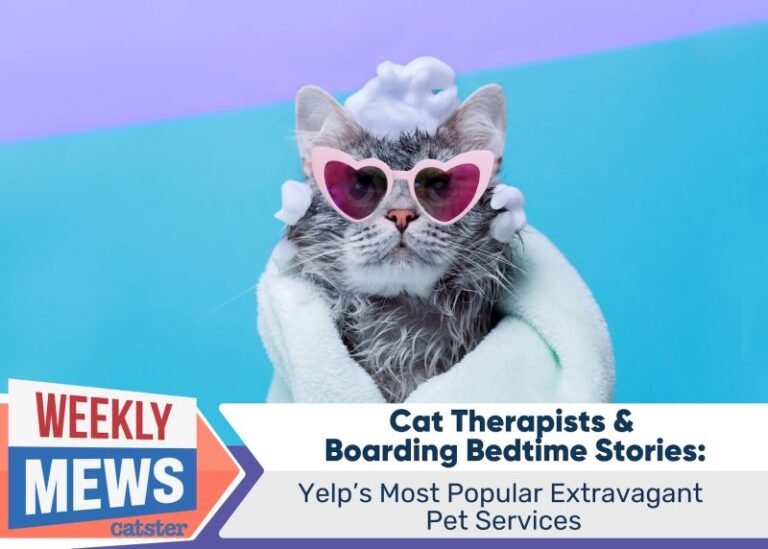 Cat Therapists & Boarding Bedtime Stories: Yelp’s Most Popular Extravagant Pet Services