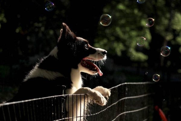 5 DIY Dog Fences You Can Make Today (With Instructions)