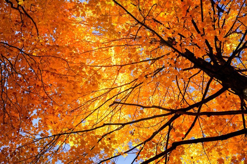 NOAA releases fall weather predictions for every state as La Niña looms