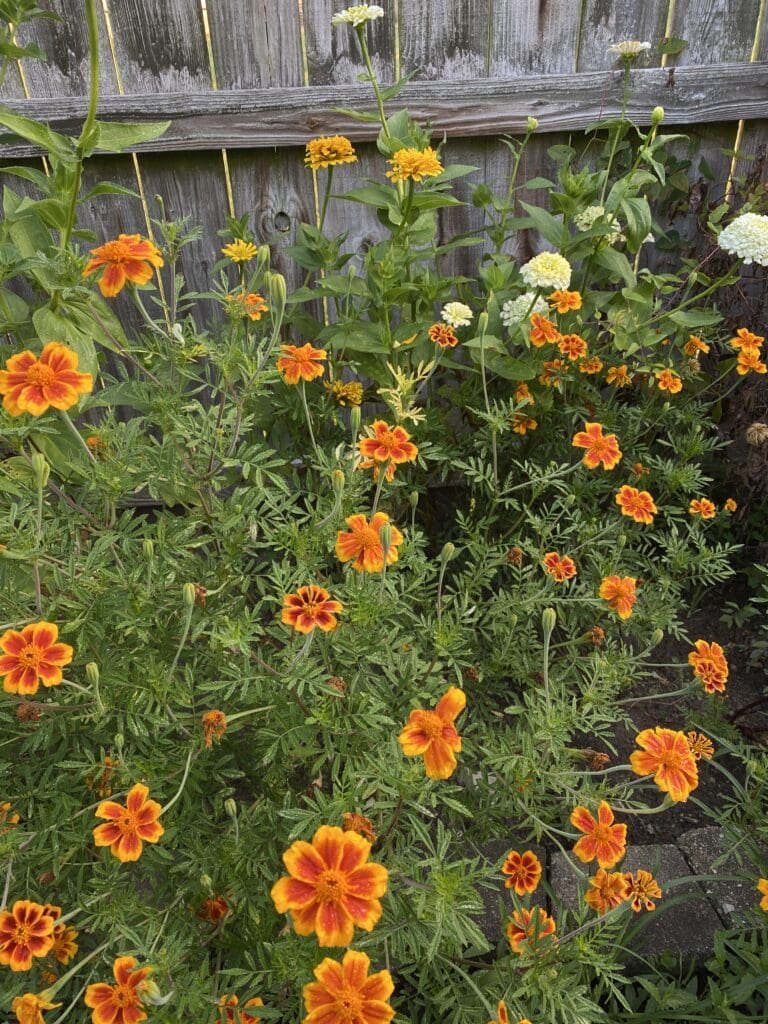 Garden Bloggers’ Bloom Day – August 2025