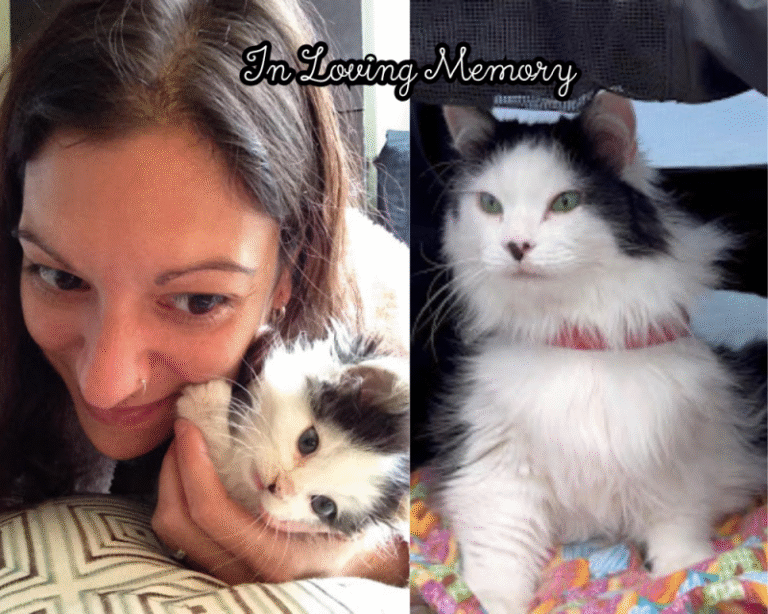 Remembering The Oreo Cat – A Mother’s Tribute