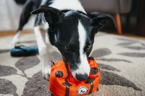 Dog-Friendly Labor Day Activities & Travel Ideas
