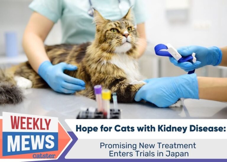 Promising New Feline Kidney Disease Treatment Enters Trials in Japan