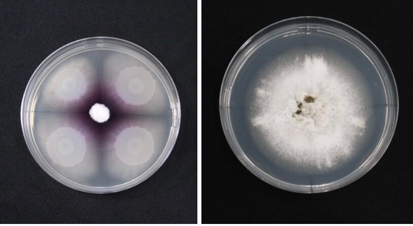 Guest article: A deep dive into the investment thesis for ag biologicals