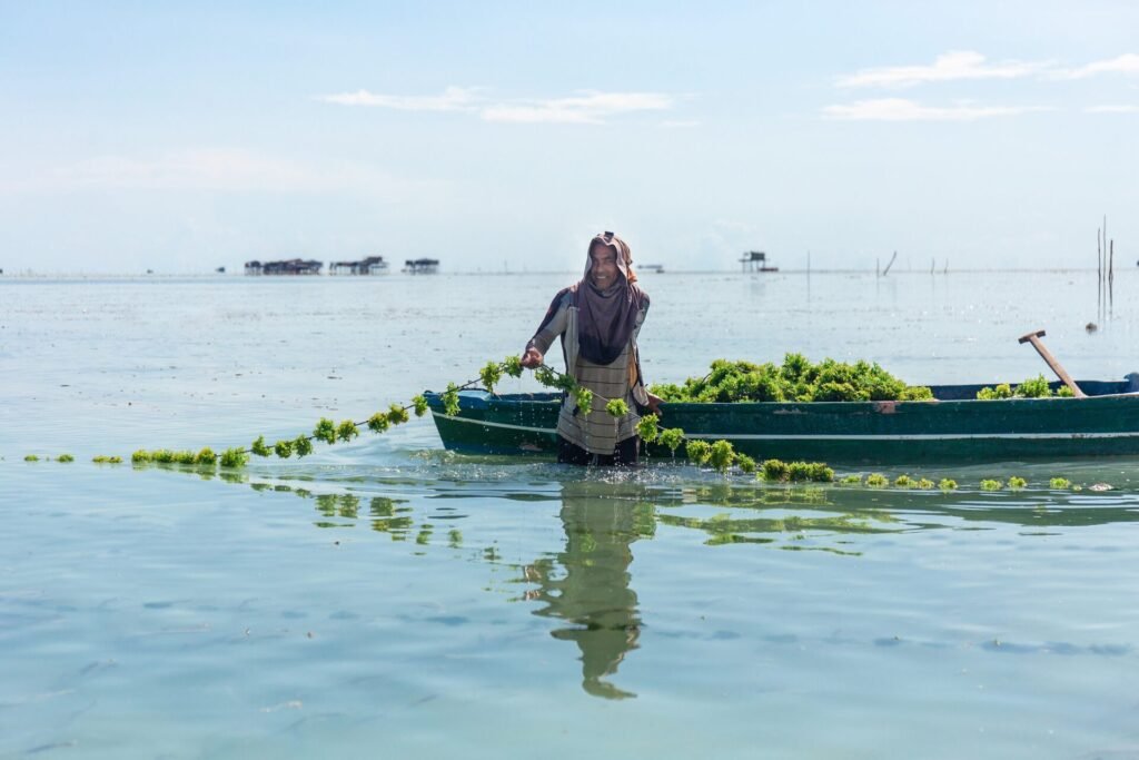 On the heels of a capital raise, biotech co Seadling launches Malaysia facility for functional seaweed ingredients