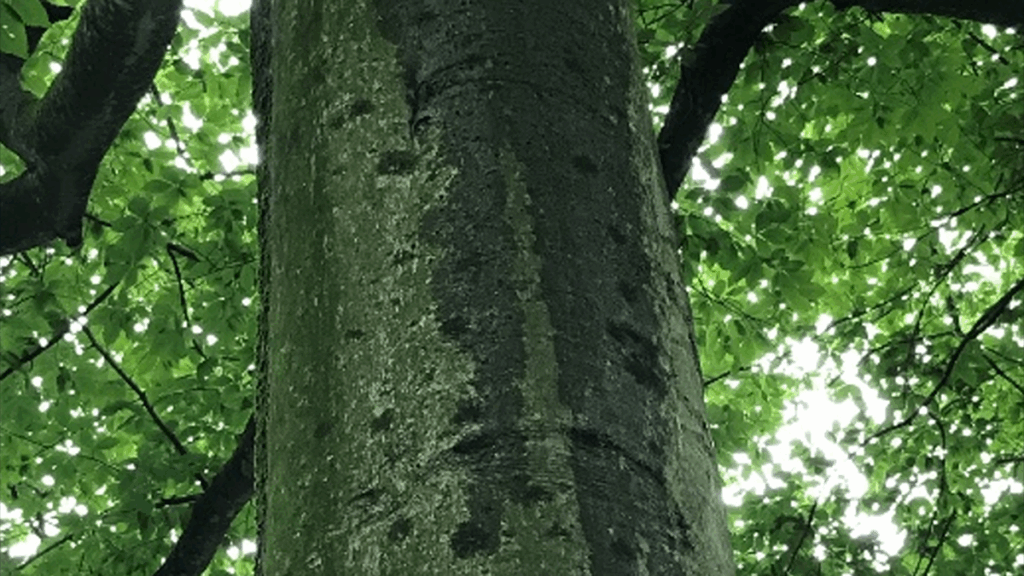 Waterworks on Tree Stems: The Wonders of Stemflow