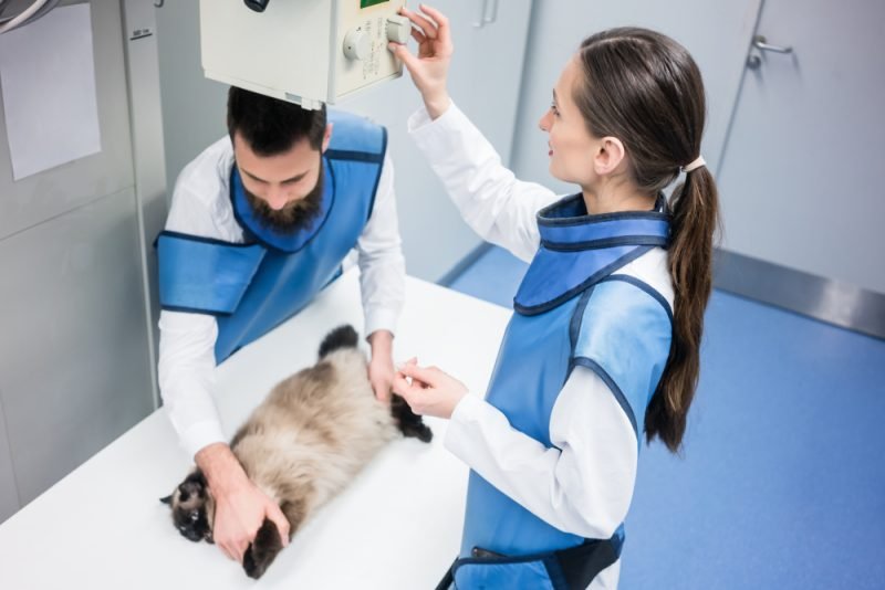 National Take Your Cat to the Vet Day 2025: When It Is & How to Particiapte