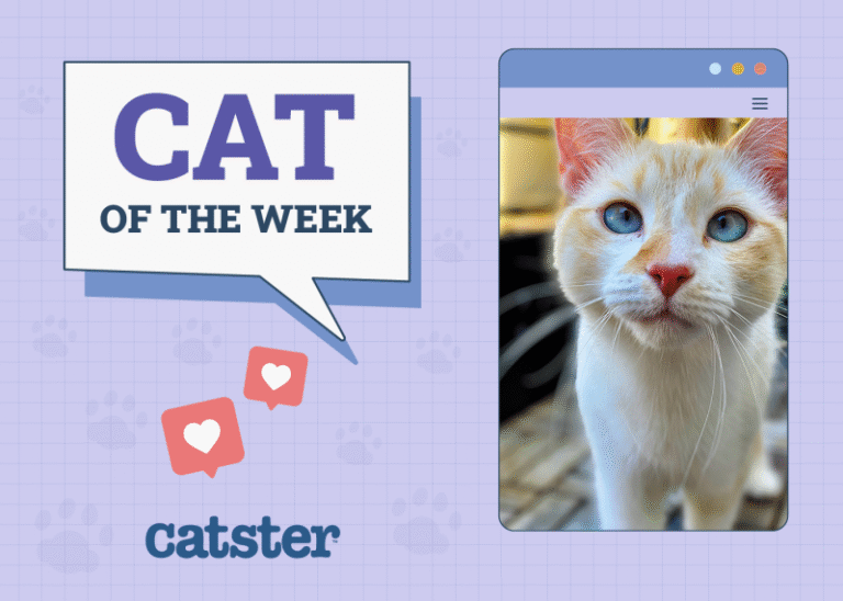 Catster Photo Contest: Cats of the Week Winners (August 14, 2025)