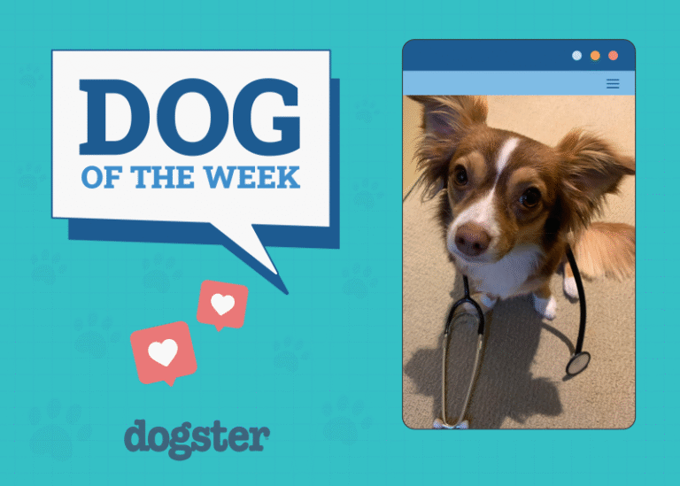 Dogster Photo Contest: Dogs of the Week Winners (August 14, 2025)