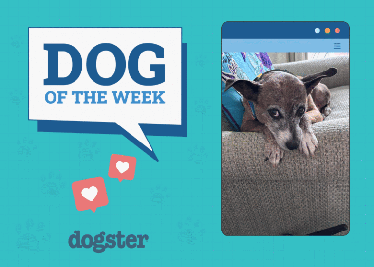 Dogster Photo Contest: Dogs of the Week Winners (August 21, 2025)