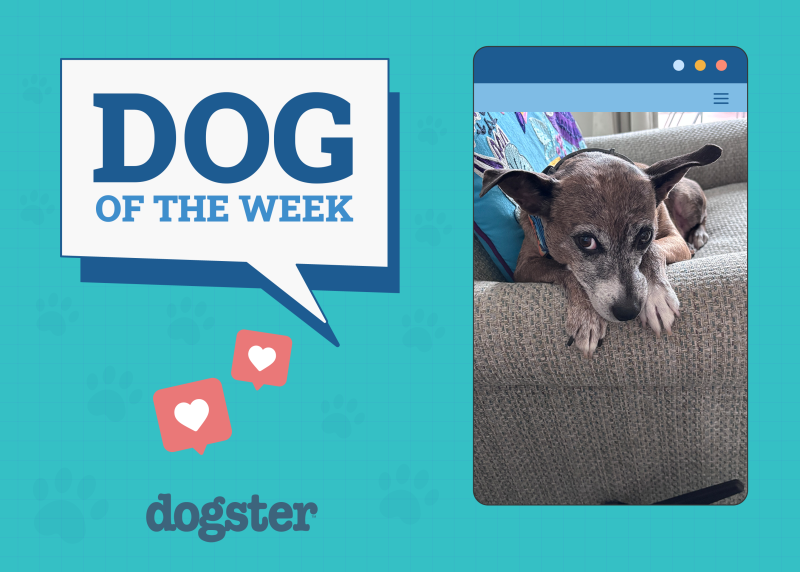 Dogster Photo Contest: Dogs of the Week Winners (August 21, 2025)