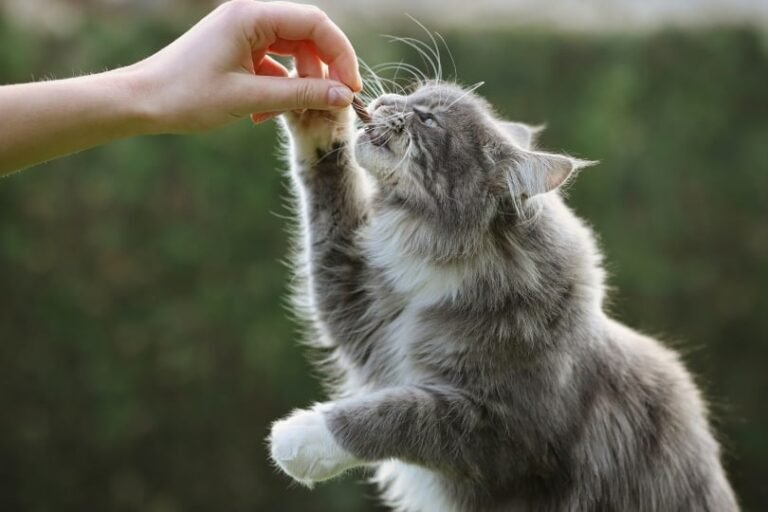 7 Best Calming Aids for Cats in 2025 – Reviews & Top Picks
