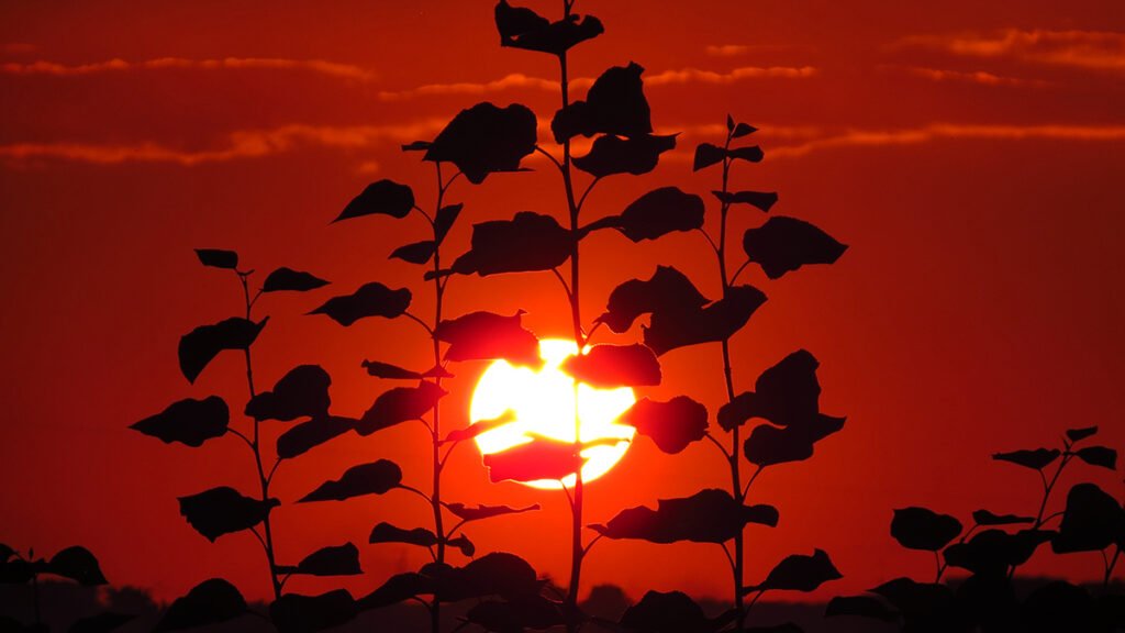 In the Arctic, Consequences of Heat Waves Linger