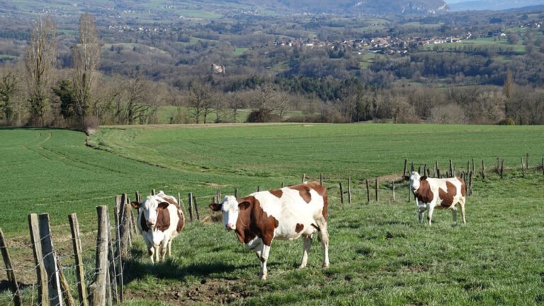 El queso en tiempos de la agricultura industrial y el cambio climático