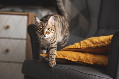 Why Do Cats Act Crazy At Night? Experts Explain How To Stop It