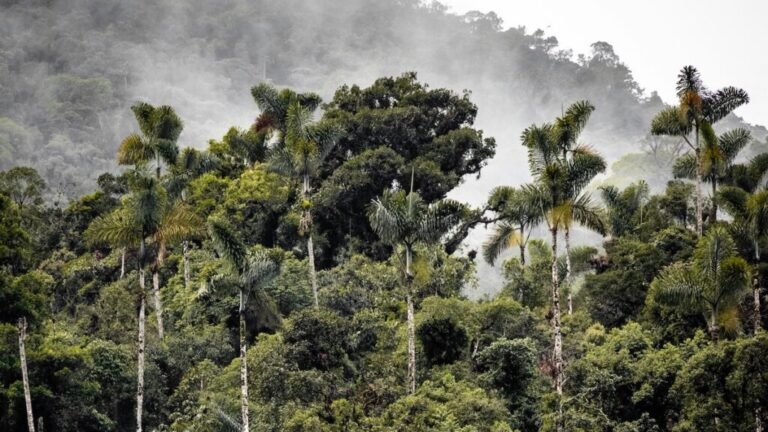 Living Near an Indigenous Forest Could Reduce the Risk of Disease
