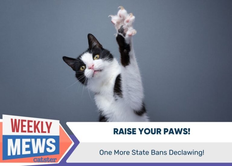 Raise Your Paws – One More State Bans Declawing