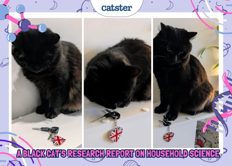 Cheekiness by Design: A Black Cat’s Research Report on Household Science
