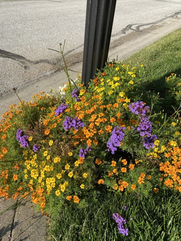 Garden Bloggers’ Bloom Day – September 2025