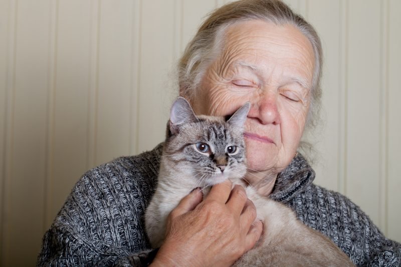 How Geriatric Felines Are Helping to Unlock the Mysteries of Alzheimer’s Disease