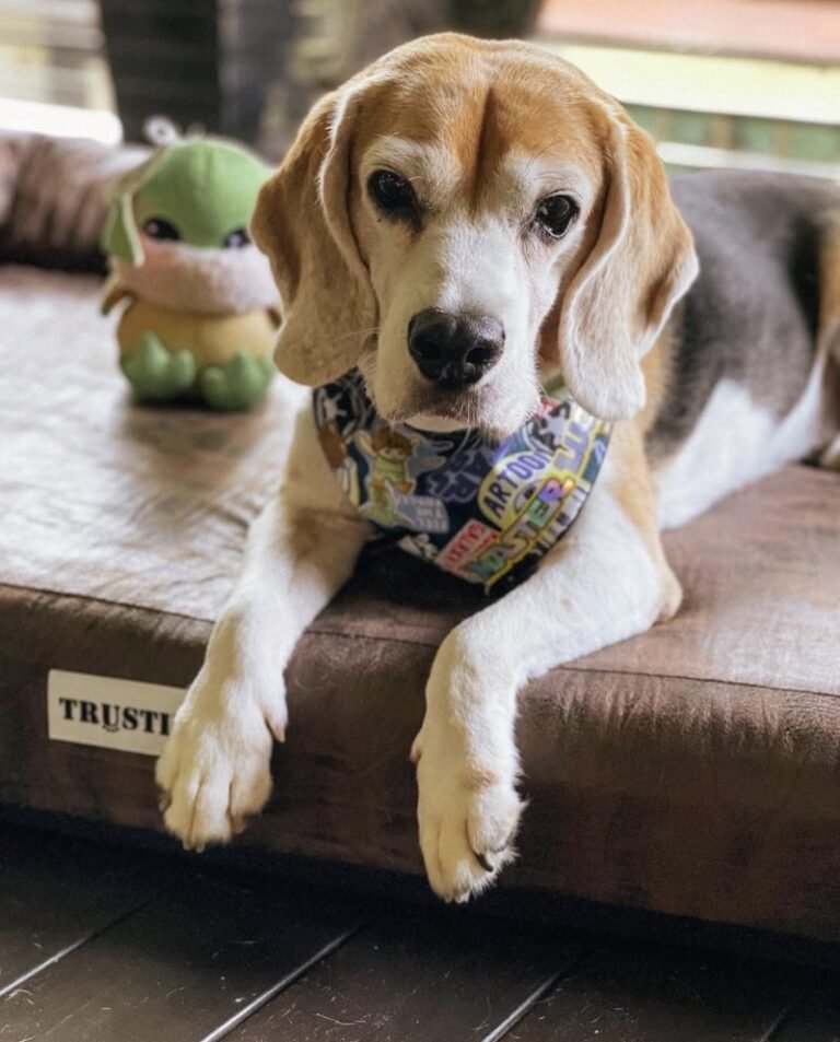 The Healing Power of Dogs & the Benefits of Animal Companions Through Hardship