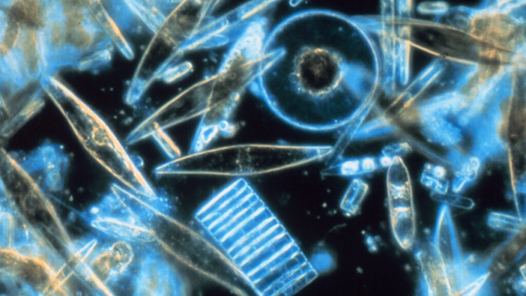 Mysteriously Bright Waters near Antarctica Explained