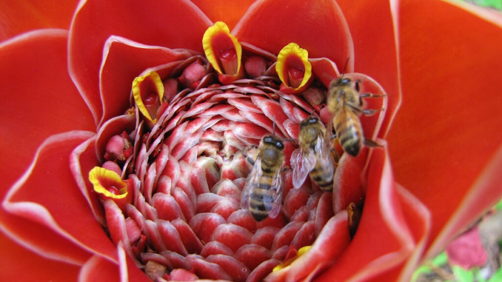 El Niño May Be Driving Insect Decline in the Tropics