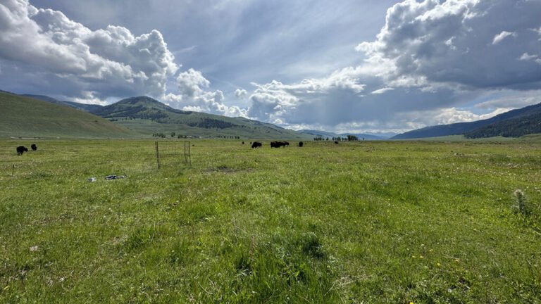 Free-Roaming Bison Graze Life into Grasslands