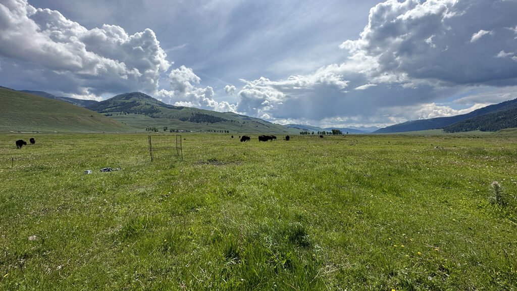 Free-Roaming Bison Graze Life into Grasslands