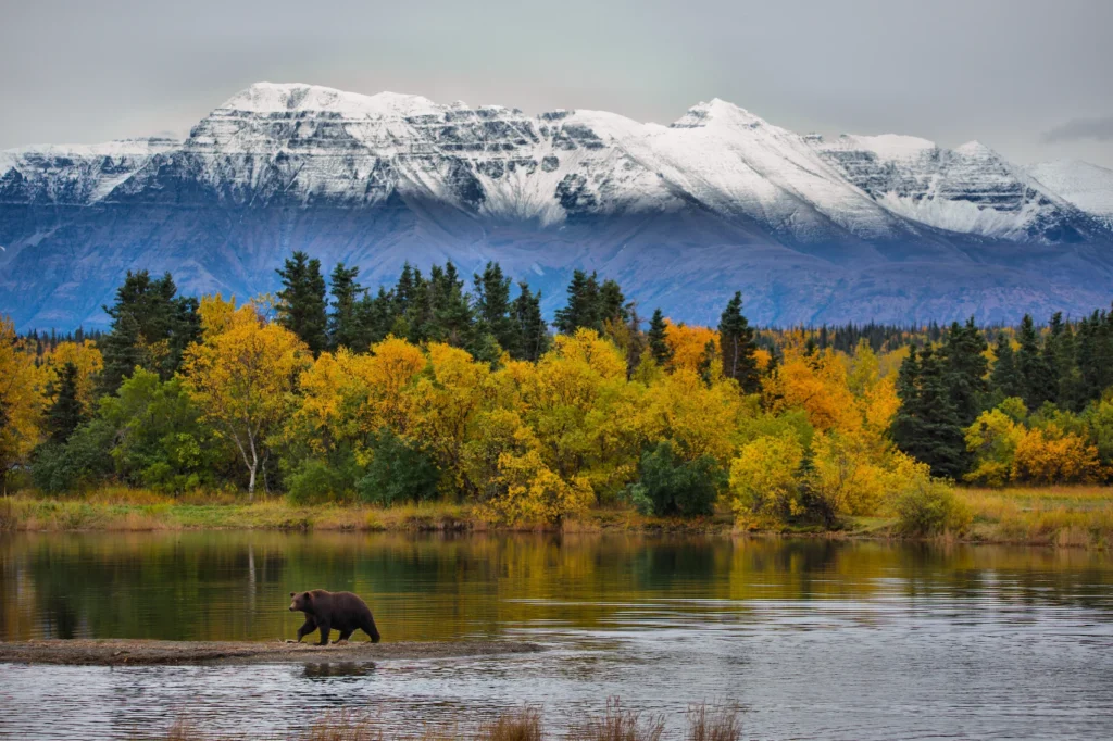The most paw-some animals of North America