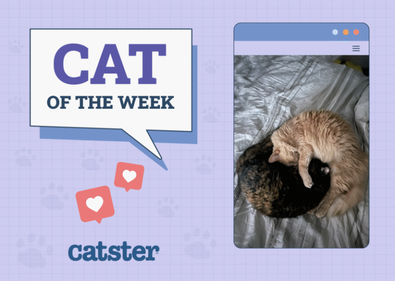 Catster Photo Contest: Cats of the Week Winners (September 18, 2025)