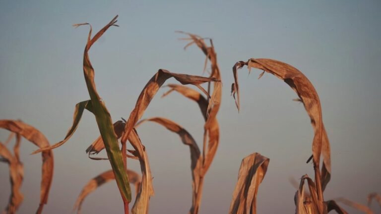 Climate Change Could Slash Global GDP 24% By 2100