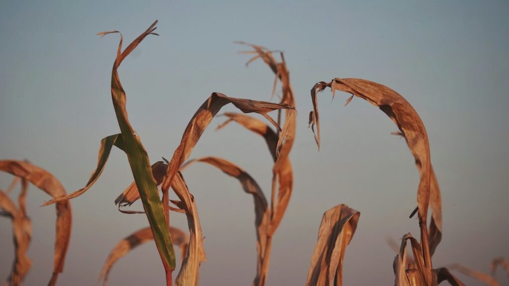 Climate Change Could Slash Global GDP 24% By 2100